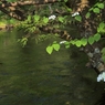 水草の ゆたかにそよぐ 流れあり 水面に映える 緑ゆかしく 