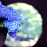 Meigetsu in blue