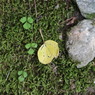 苔アート
