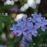 瀬戸神社～山あじさい-375