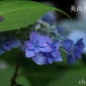 瀬戸神社～山あじさい-387