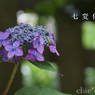 瀬戸神社～山あじさい-396