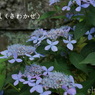 瀬戸神社～山あじさい-438