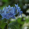 瀬戸神社～山あじさい-460