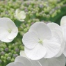 頼成の森の紫陽花
