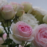 花散歩-薔薇