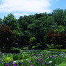 身近な風景　薬師池公園