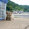 ムスッとしているように見えるが、そんなことはないネコさん