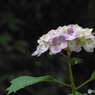 日本庭園の紫陽花9