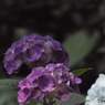 日本庭園の紫陽花10