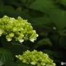 日本庭園の紫陽花10