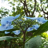 日本庭園の紫陽花13