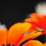 Stand alone