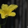 ごうやの花