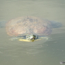 深緑の彩の森入間公園3