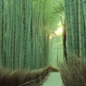 京　都　　嵯　峨　　竹林の道　２