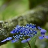 古木と紫陽花
