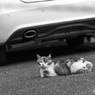 家の近くで見つけた子（1）