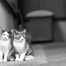 家の近くで見つけた子（3）