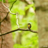 白樺とカラマツの間にyellow
