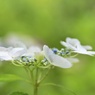 涼風そそぐ