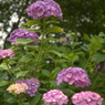 紫陽花１７