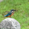 カワセミ-3