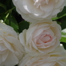 花散歩‐淡いピンクの薔薇