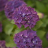 紫陽花２６
