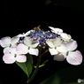 東京都薬用植物園・紫陽花2