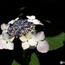 東京都薬用植物園・紫陽花3