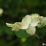 東京都薬用植物園・紫陽花7