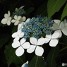 東京都薬用植物園・紫陽花8