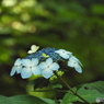 東京都薬用植物園・紫陽花9