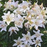 写真掌編：夜会の花２（龍馬異聞）