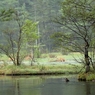 この水の 流れを生みし 山々の そのありがたさ オシドリ知るや