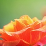 Rose Gartenより　愛を込めて・・・98