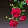 Rose Gartenより　愛を込めて・・・99