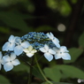 東京都薬用植物園・紫陽花10