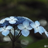 東京都薬用植物園・紫陽花11