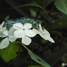 東京都薬用植物園・紫陽花12