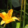 東京都薬用植物園・野萱草1
