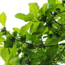 東京都薬用植物園・柿