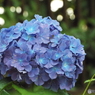 東京都薬用植物園・紫陽花14
