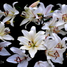 写真掌編：夜会の花３（龍馬異聞）