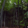 雨の竹林