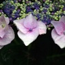 雫を纏う紫陽花