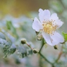 Rose Gartenより　愛を込めて・・・100