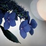 紫陽花　ライティング