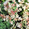 Minimum flower
